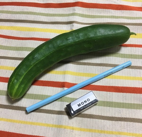 【小2・生活科】デカっ！！