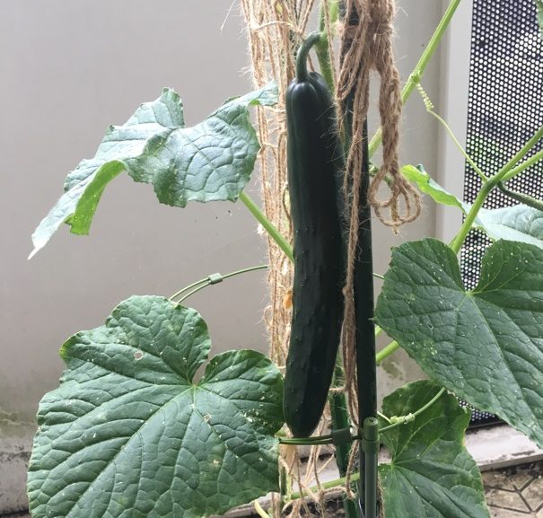 【家庭菜園】初収穫！