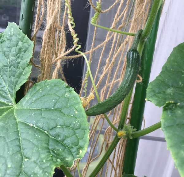 【家庭菜園】元気モリモリ